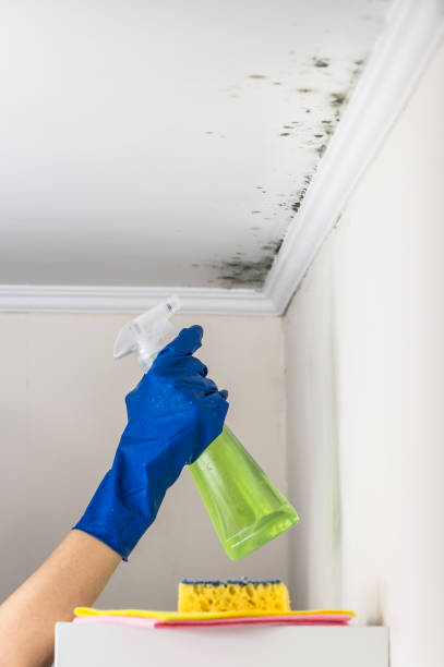 Best Attic Mold Removal  in Northfield, OH