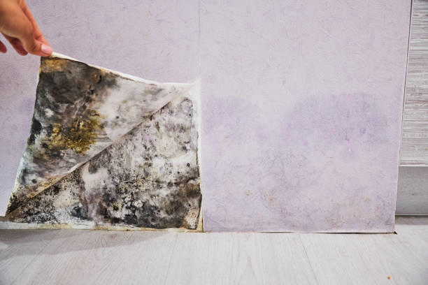 Best Crawl Space Mold Removal  in Northfield, OH